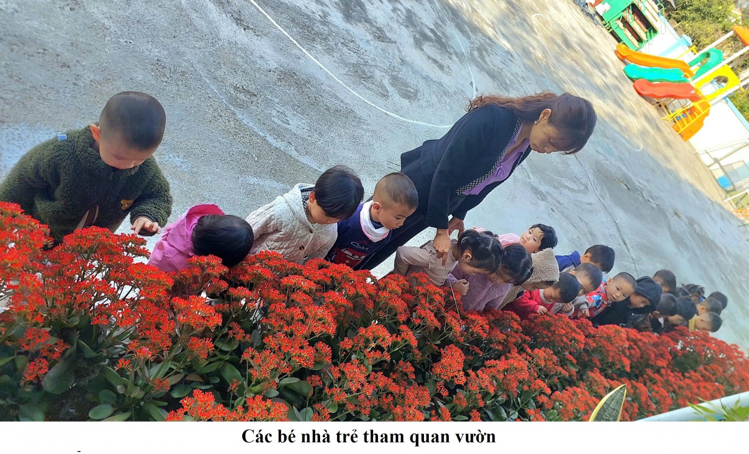 gen h QUAN SÁT HOA